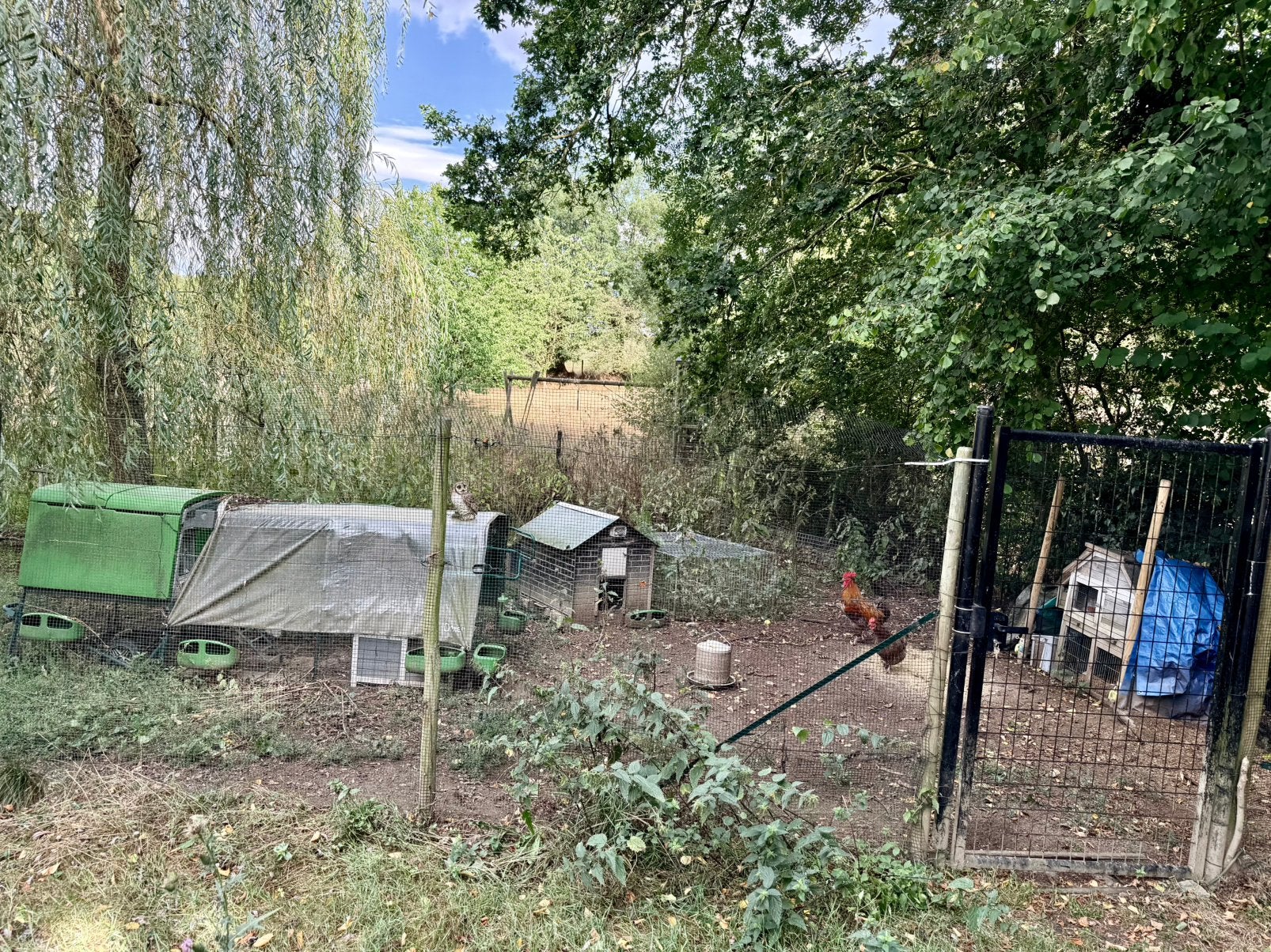 Poulailler complet avec deux pondoirs + poules et coq, Enlèvement, Utilisé, Poulailler