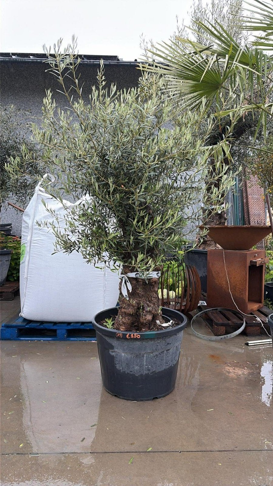 ‼️olijfbomen olea europaea aan onklopbare prijzen ‼️, Jardin & Terrasse, Plantes | Arbres, Enlèvement