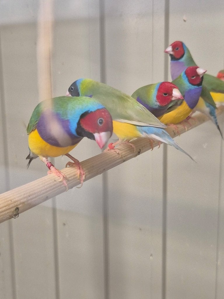 Gould, Dieren en Toebehoren, Meerdere dieren, Tropenvogel, Tam