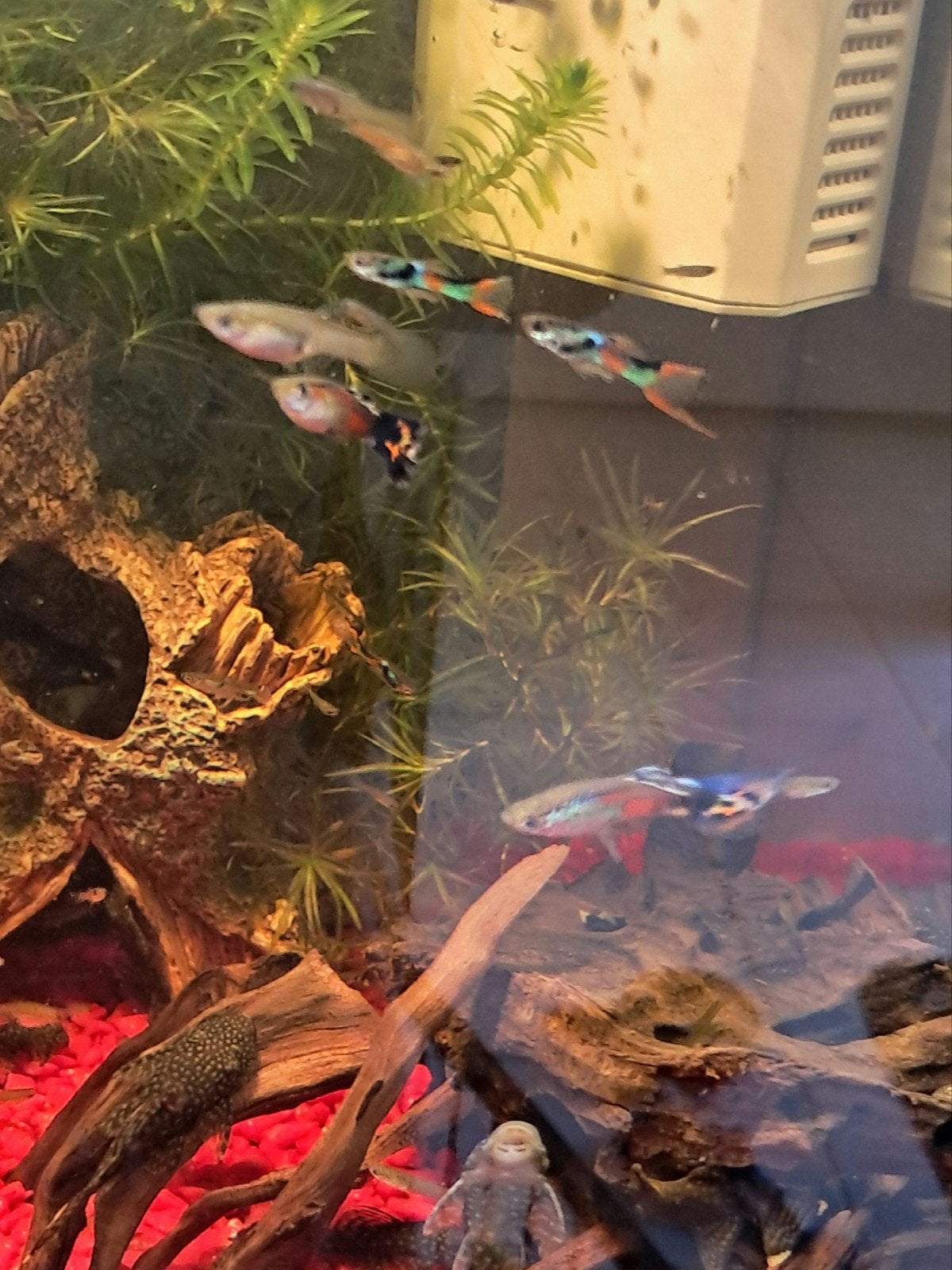 Baby guppy’s  endler, Dieren en Toebehoren, Vis, Zoetwatervis, Schoolvis