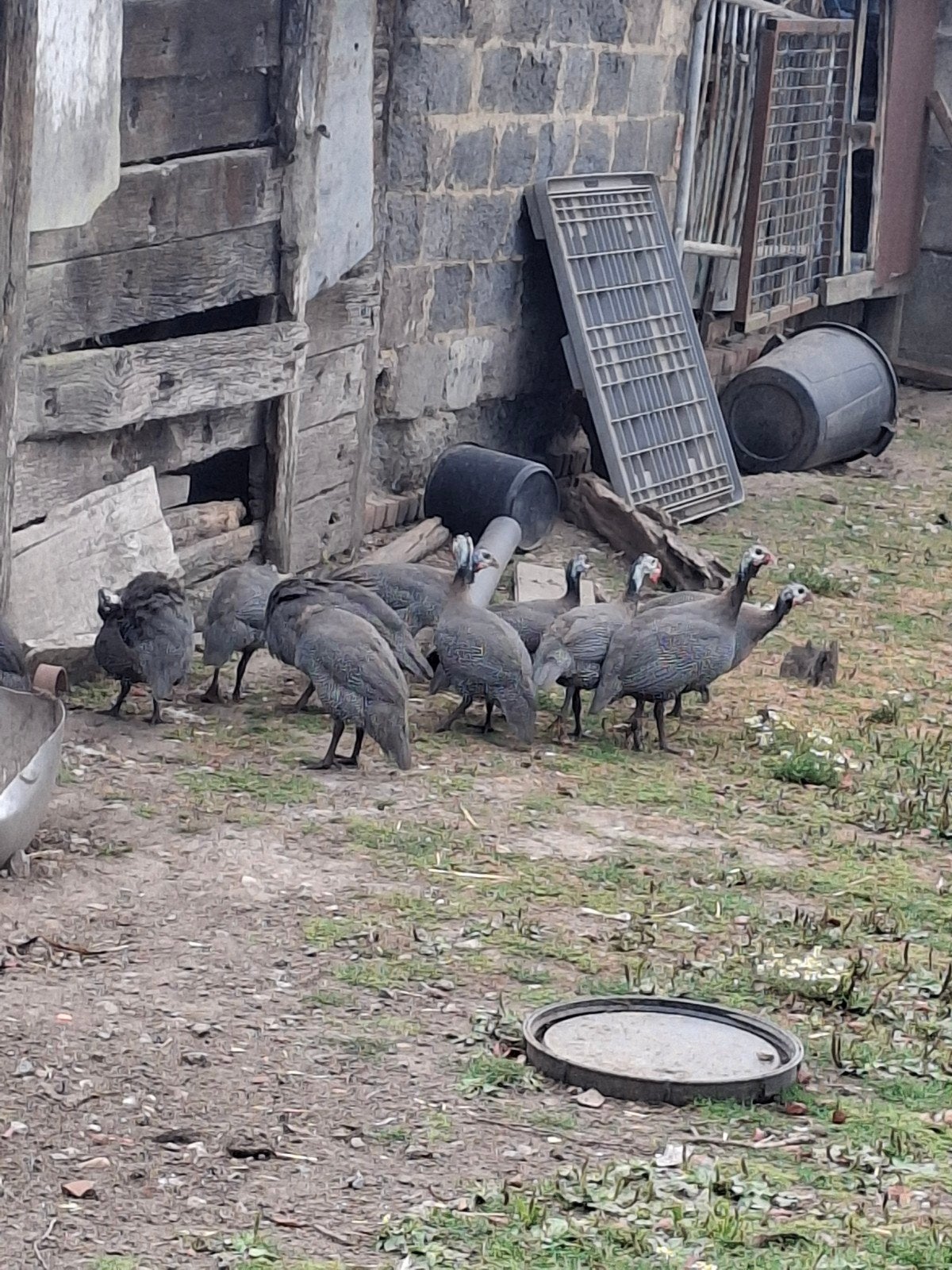 parelhoen, Dieren en Toebehoren, Overige soorten