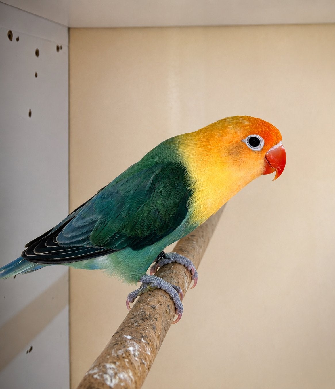 Fischeri opaline D B1B2, Mâle, Perroquet nain ou Inséparable, Bagué