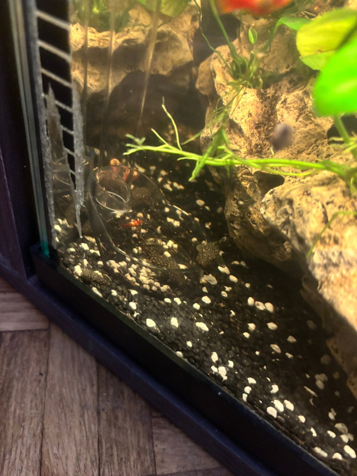 Jonge Ancistrus (Bristlenose), Dieren en Toebehoren, Vissen | Aquariumvissen, Vis, Zoetwatervis