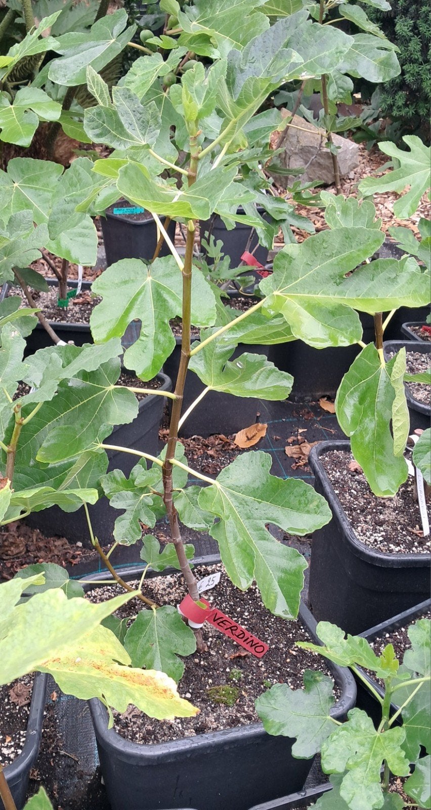 Verdino vijgenboom ( Italy), Tuin en Terras, Planten | Fruitbomen, Ophalen, Vijgenboom