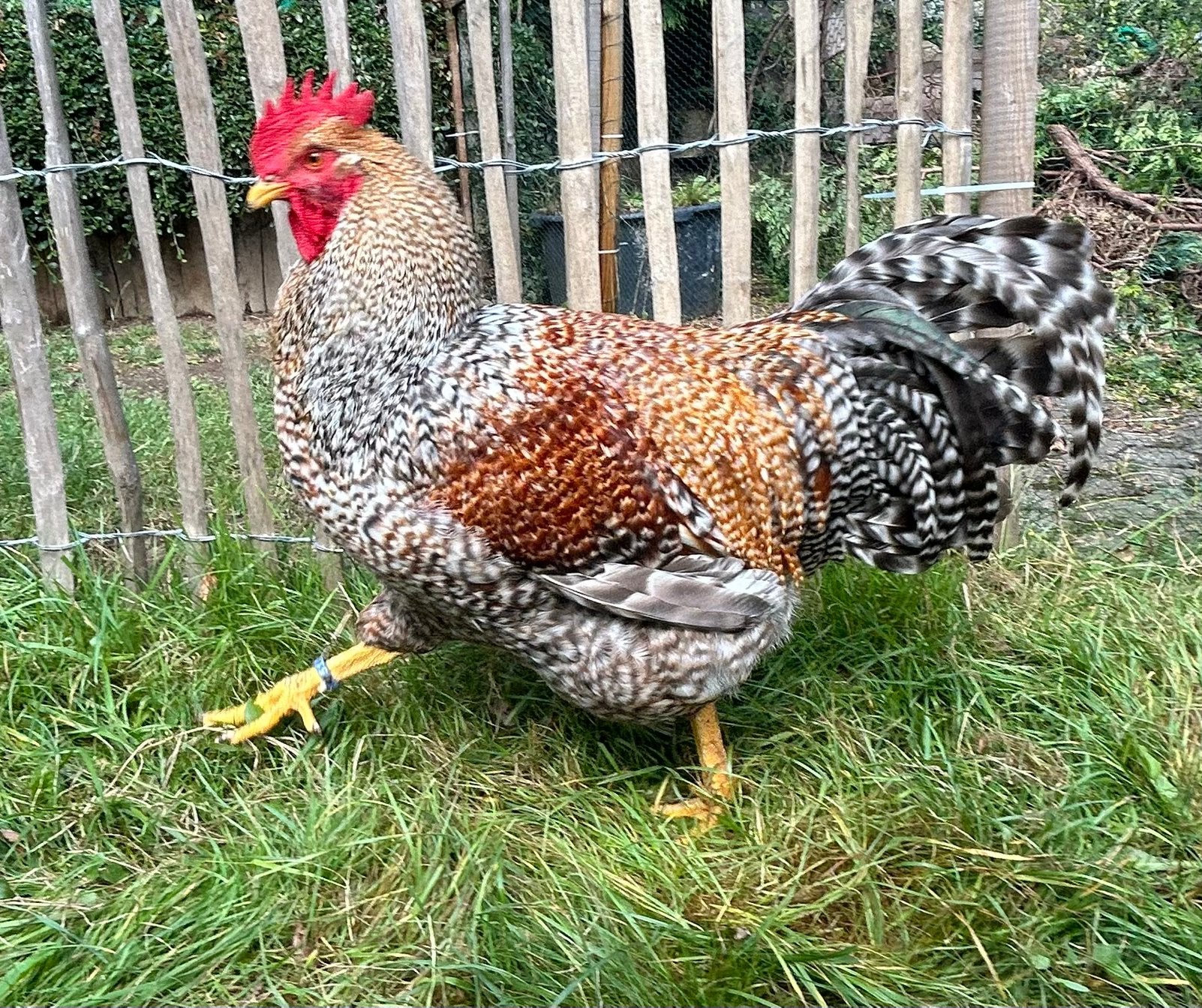 broedeieren Bielefelder Kennhuhn, Verzenden