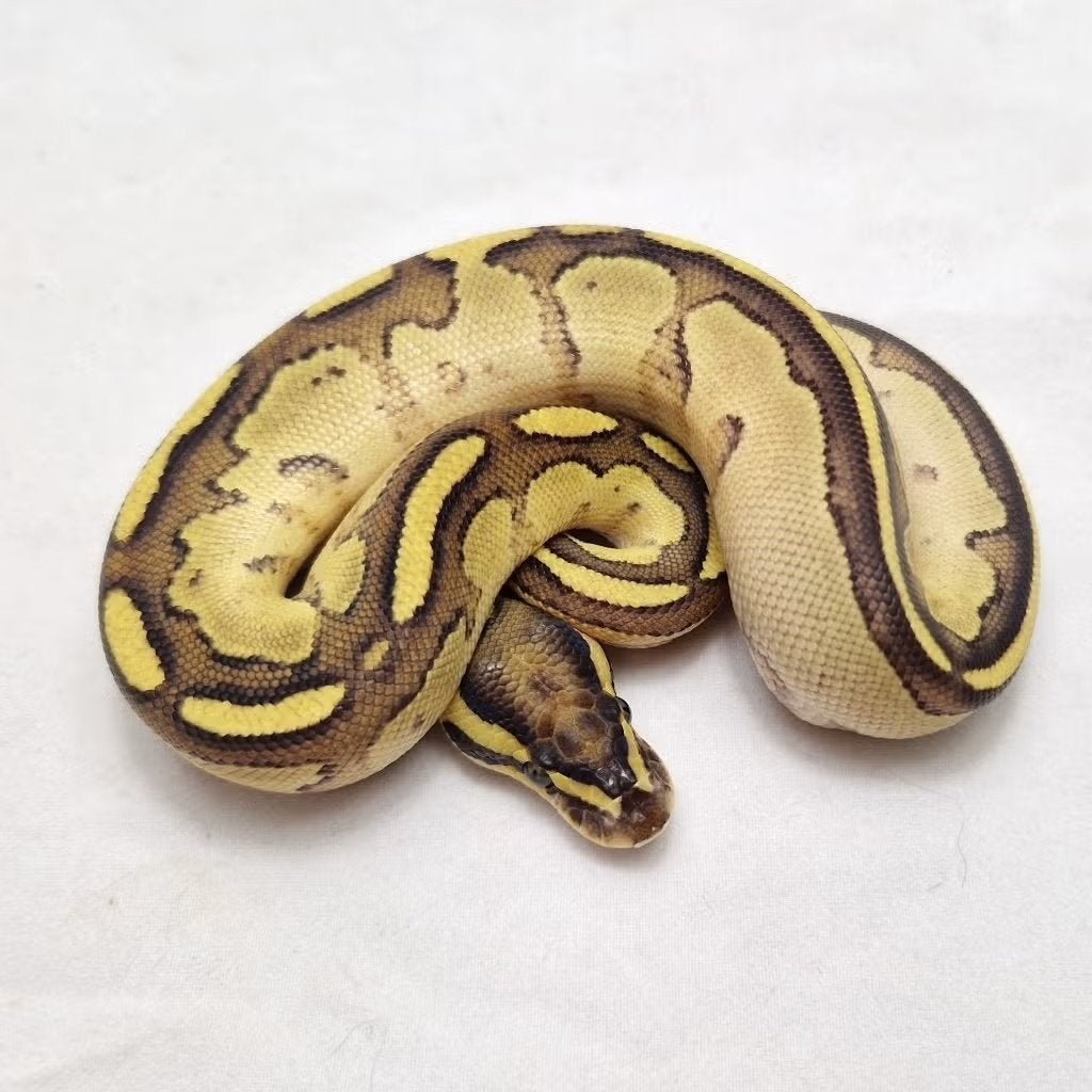 Enchi Fire Bongo het Clown koningspython man, Serpent, Domestique, 0 à 2 ans