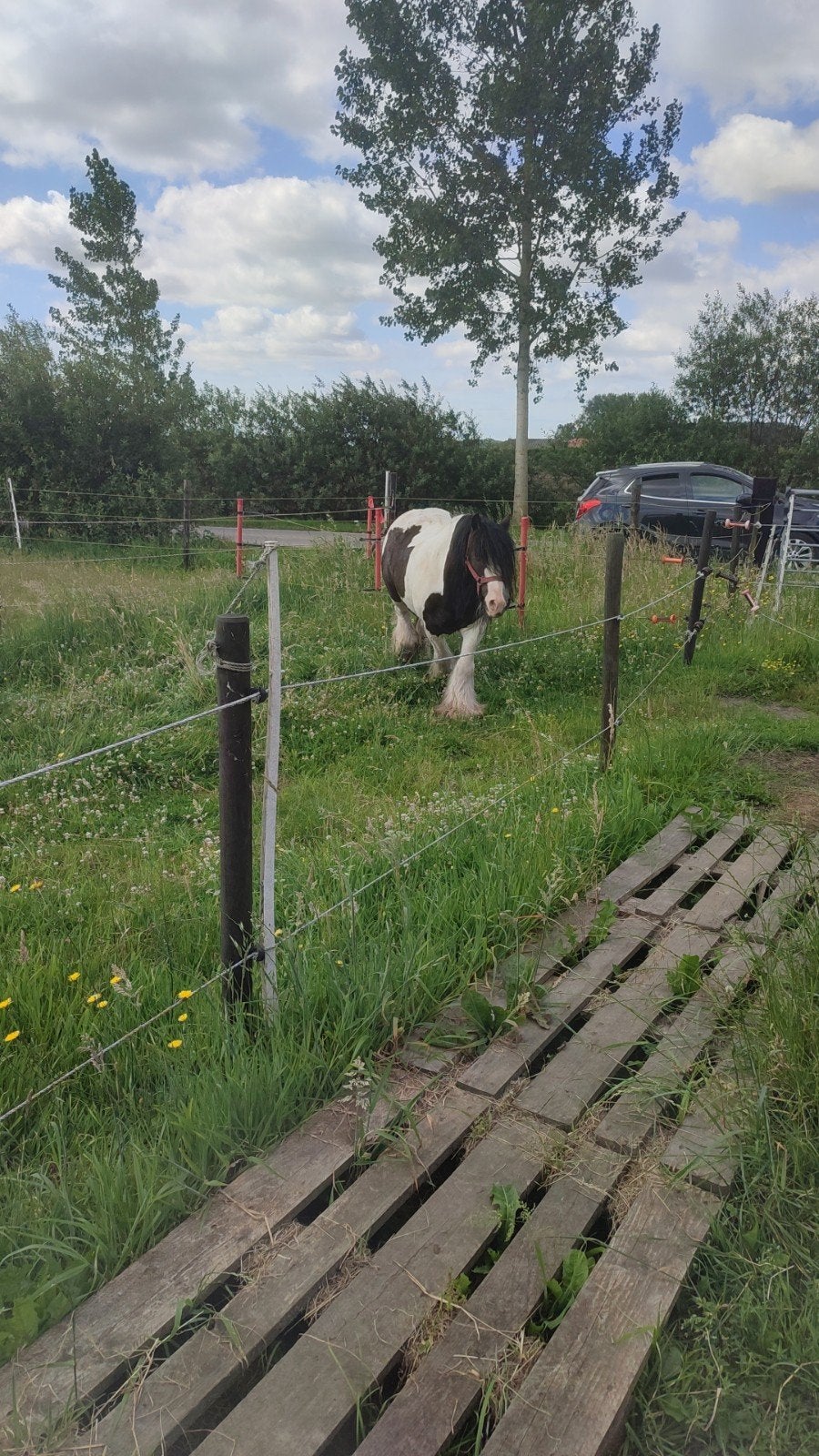 kleinere maat tinkertje zoekt een goede thuis, Dieren en Toebehoren, Ruin, Gechipt, C pony (1.27m tot 1.37m), 11 jaar of ouder