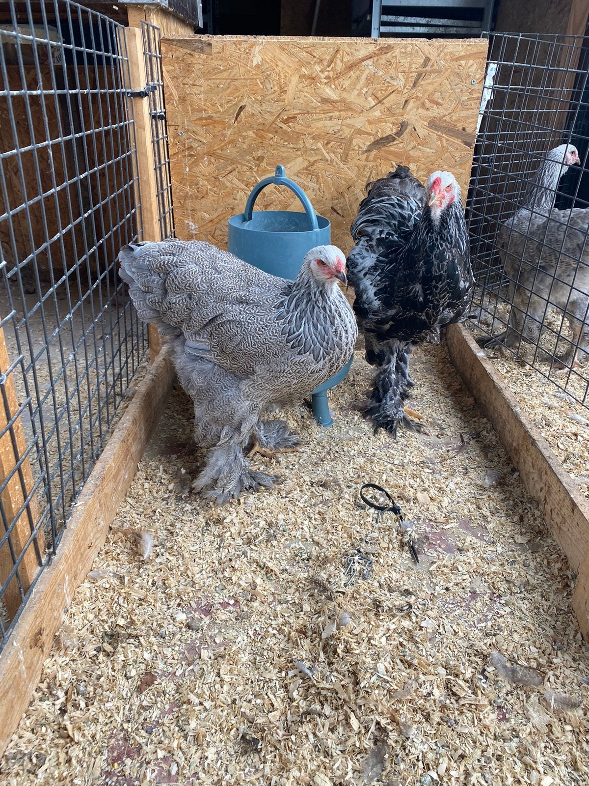 Koppel brahma blauwzilverpatrijs, Dieren en Toebehoren, Pluimvee, Meerdere dieren, Kip