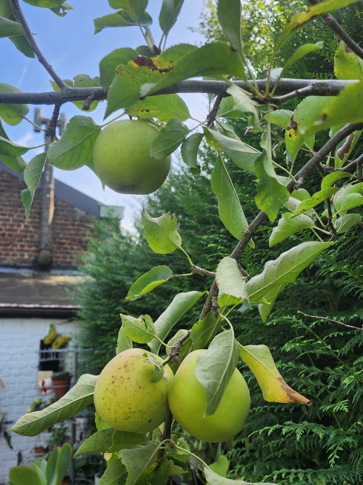 Apple boom, Tuin en Terras, Ophalen of Verzenden
