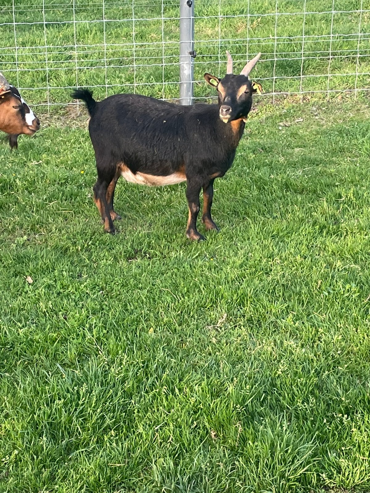 Drachtige geitjes, Animaux & Accessoires, Moutons, Chèvres & Cochons, Femelle, Chèvre, 0 à 2 ans