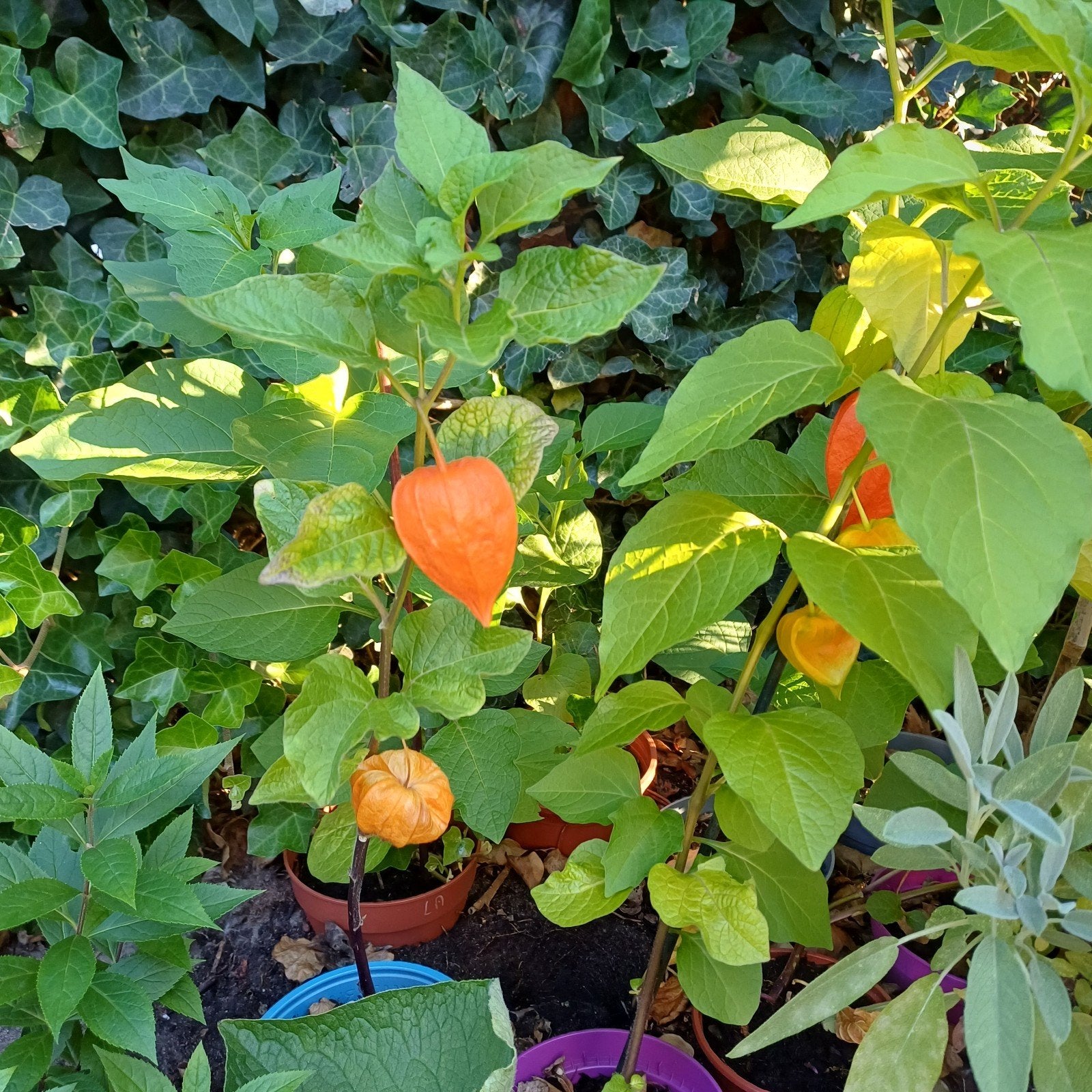 lampionnenplant, Tuin en Terras, Ophalen
