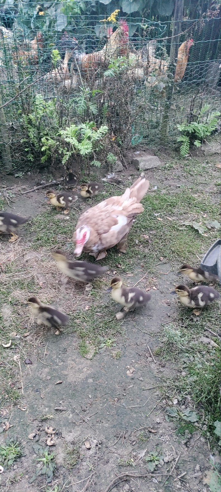 eendjes, Dieren en Toebehoren, Geslacht onbekend