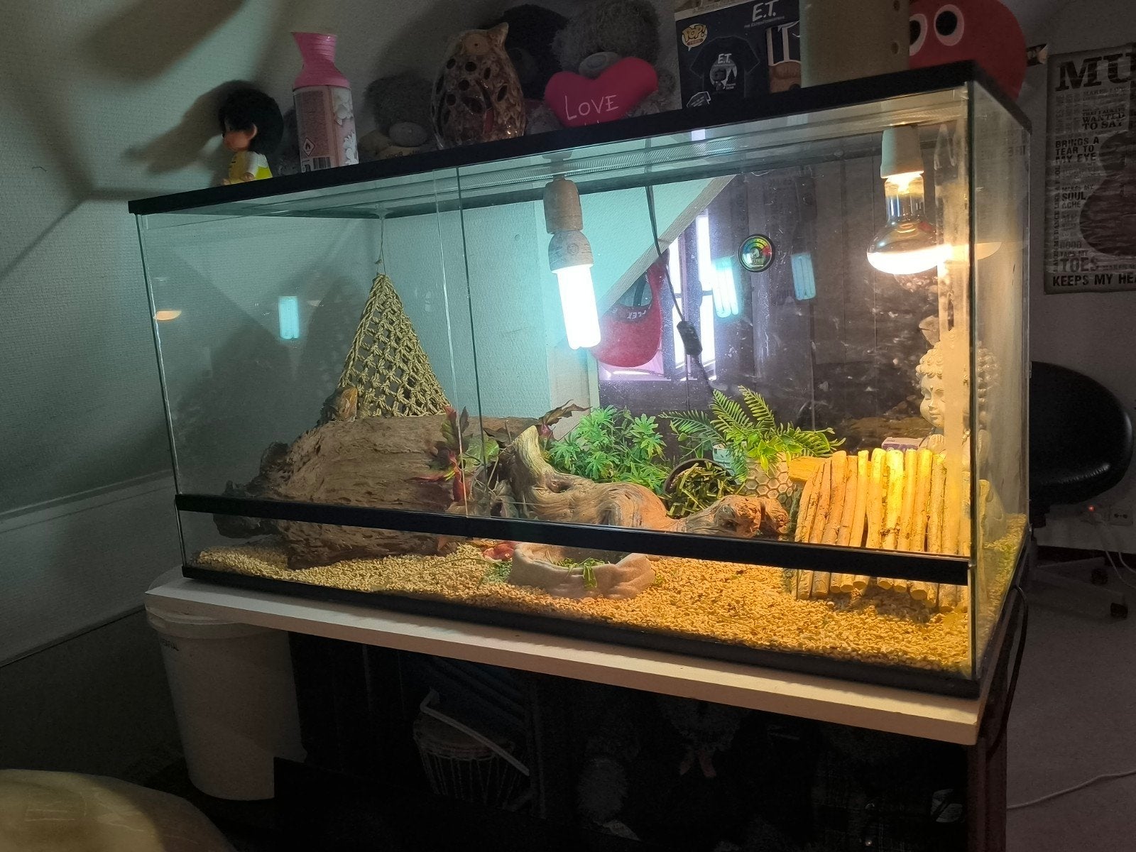 rode baardagamen met terrarium van 1 meter, Enlèvement