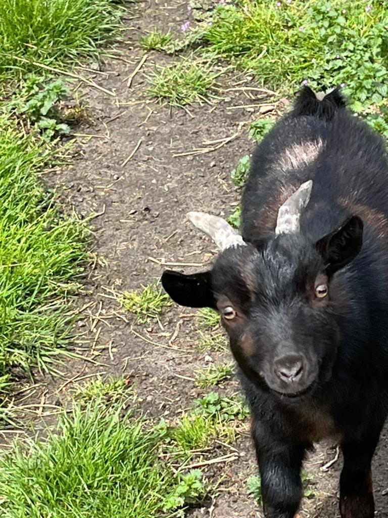 Dwerggeitjes, Dieren en Toebehoren