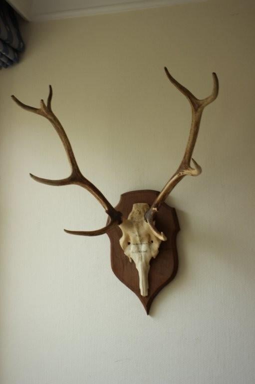 Taxidermie gewei hert 10-ender, Ophalen, Hert