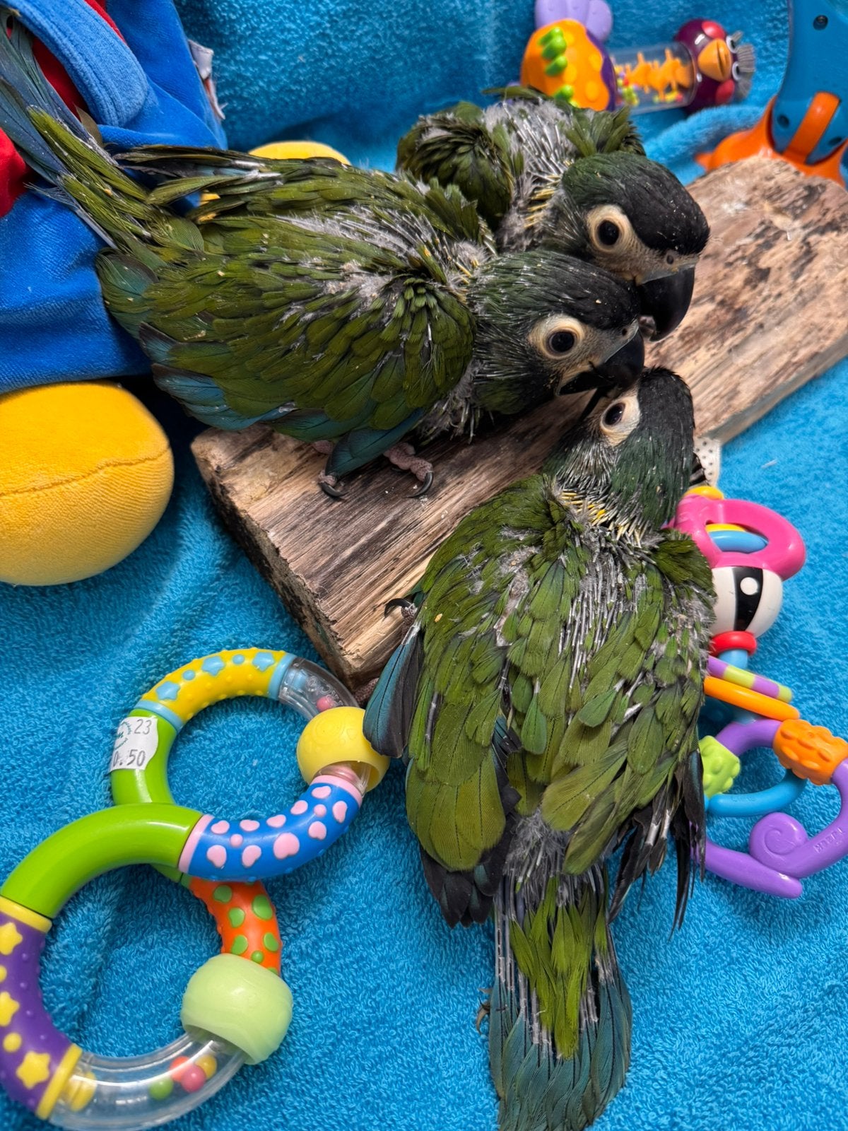 Super lieve dwerg-ara’s, gezinsvogels, allemansvriendjes, Dieren en Toebehoren, Papegaai, Pratend
