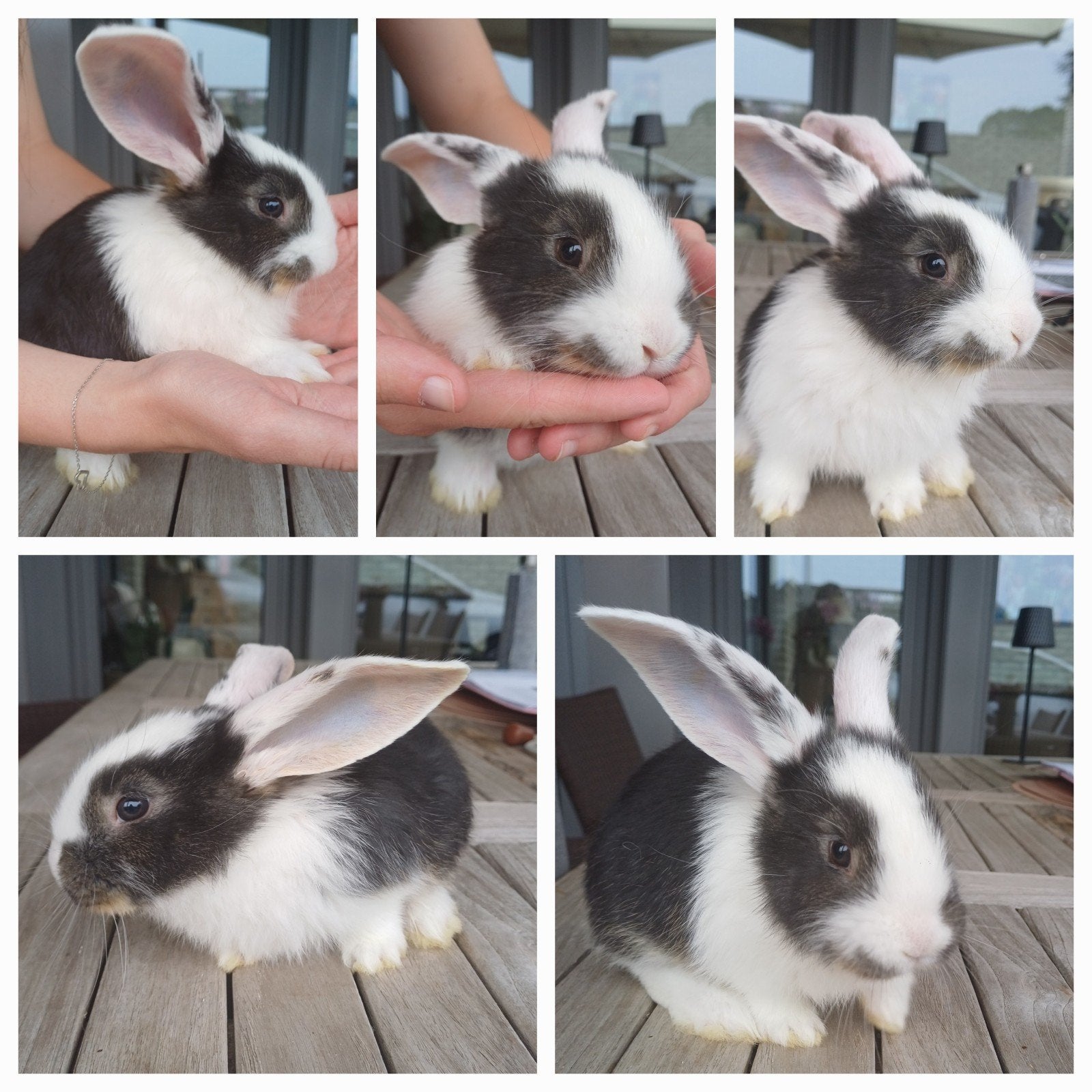 Bélier géant allemand à réserver, Animaux & Accessoires, Lapins, Mâle, Grand, 0 à 2 ans