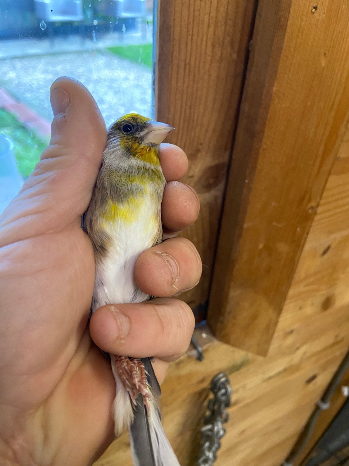 Kruising 2026 mzn, Dieren en Toebehoren, Mannelijk, Wildzangvogel, Geringd