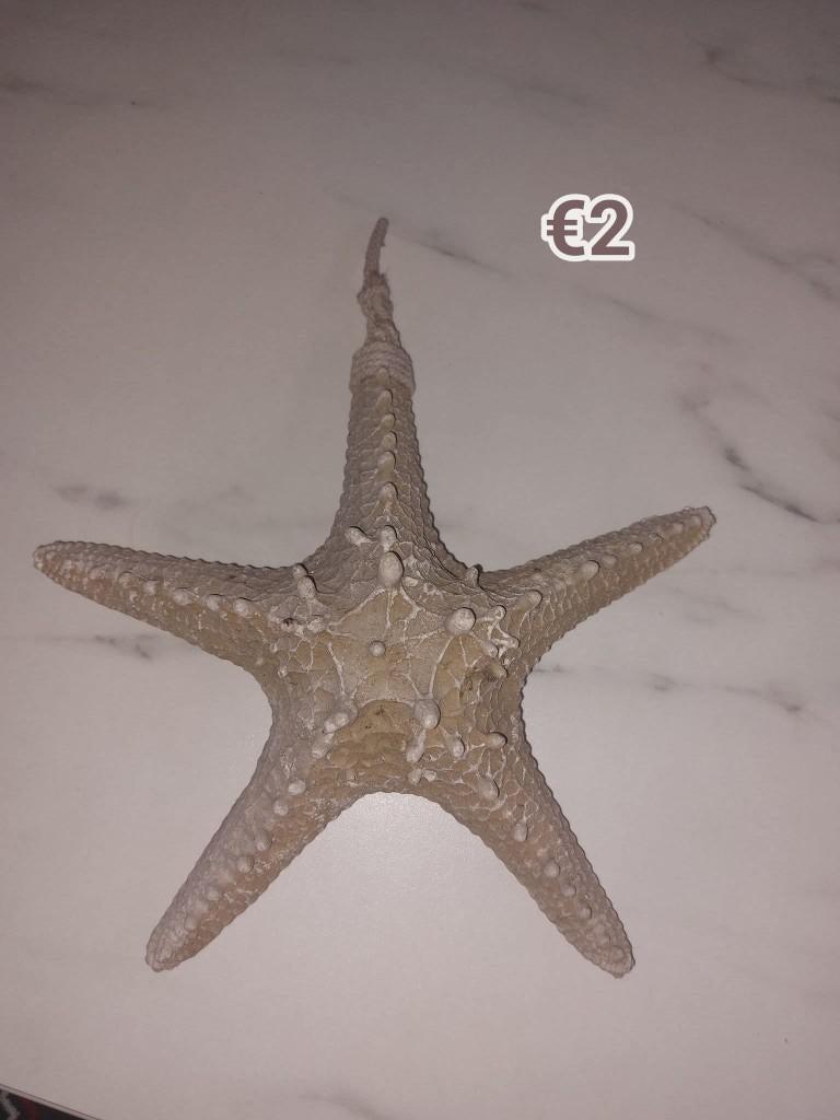 Decoratief zeester, Ophalen of Verzenden, Gebruikt