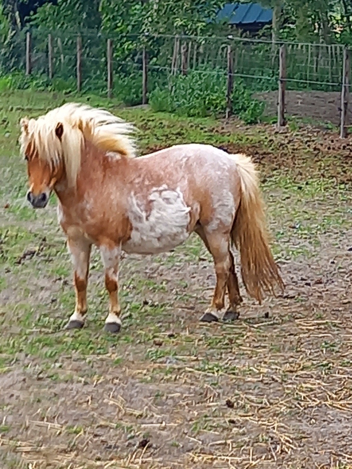 Shetlandmerrie, Gechipt