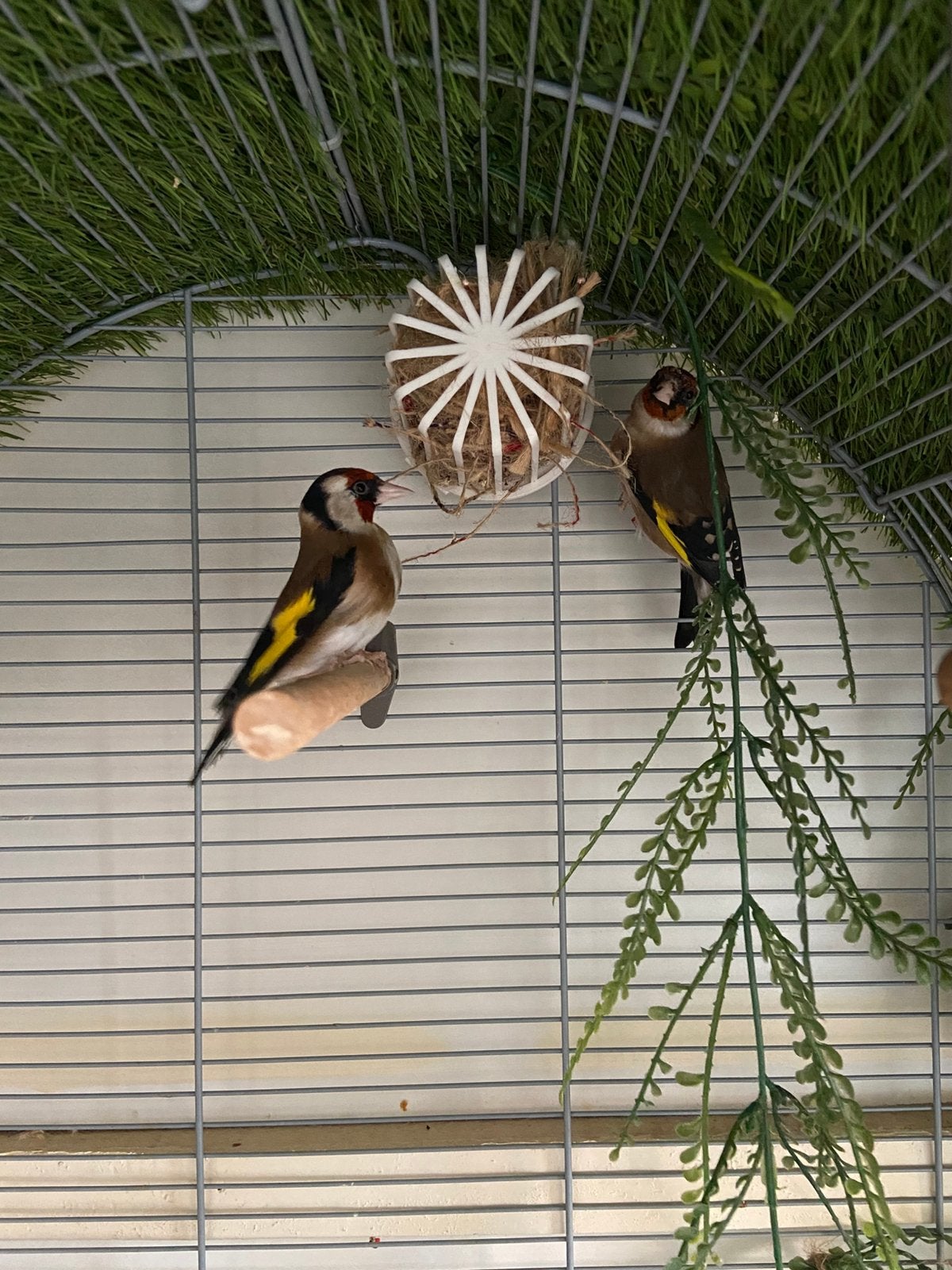 Chardonneret, chardonnerets, Chardonneret, Animaux & Accessoires, Bagué
