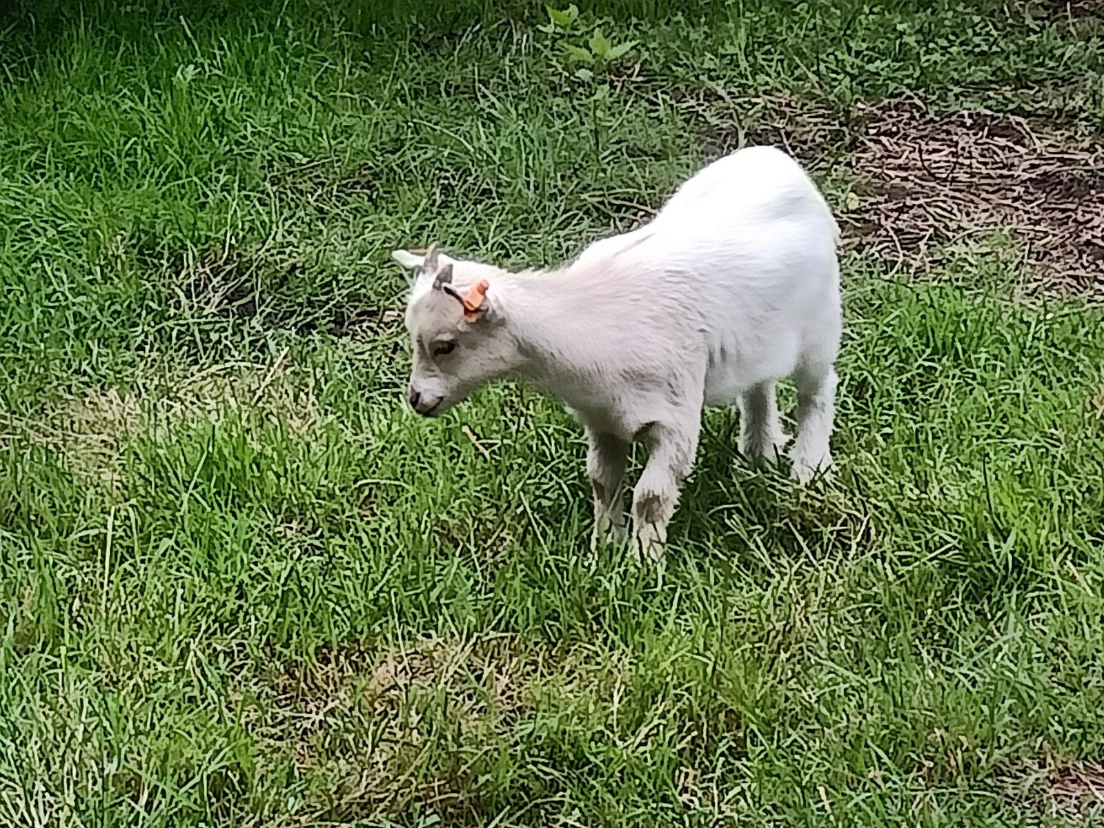 2 magnifique chèvre nain, Mâle, Chèvre, 0 à 2 ans