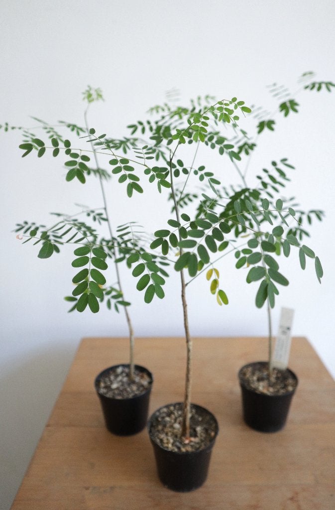 Delonix decaryi - Madagascar, Ophalen, Minder dan 100 cm, Bonsai, Volle zon