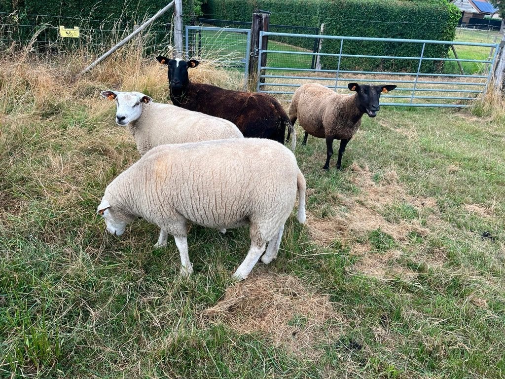 Enkele schapen ( ooien), Dieren en Toebehoren, Vrouwelijk, Schaap, 0 tot 2 jaar