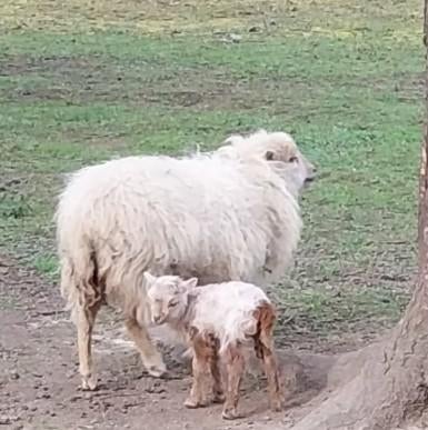 Moutons de Ouessan, Mars