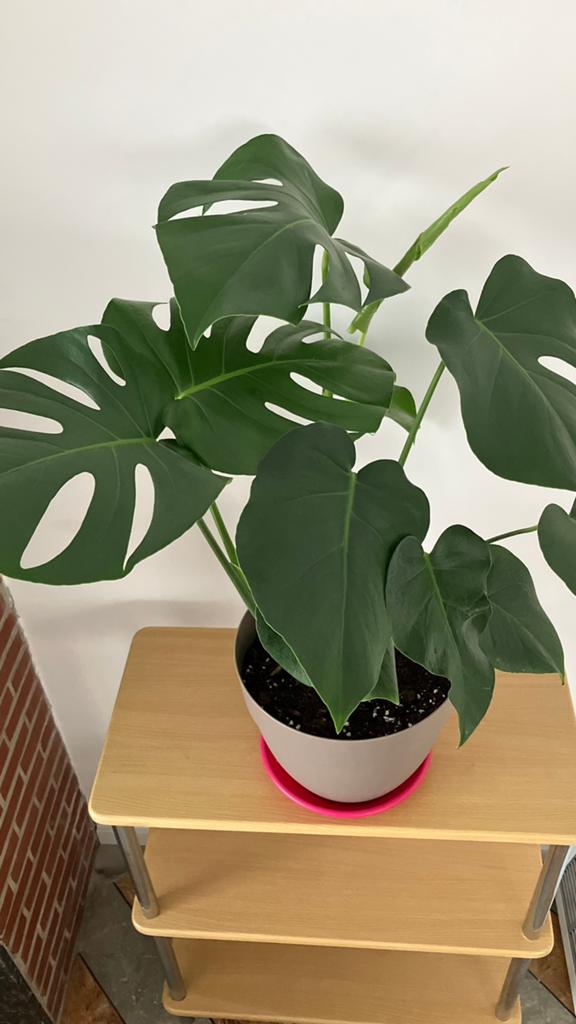 Monstera, Huis en Inrichting, Ophalen of Verzenden