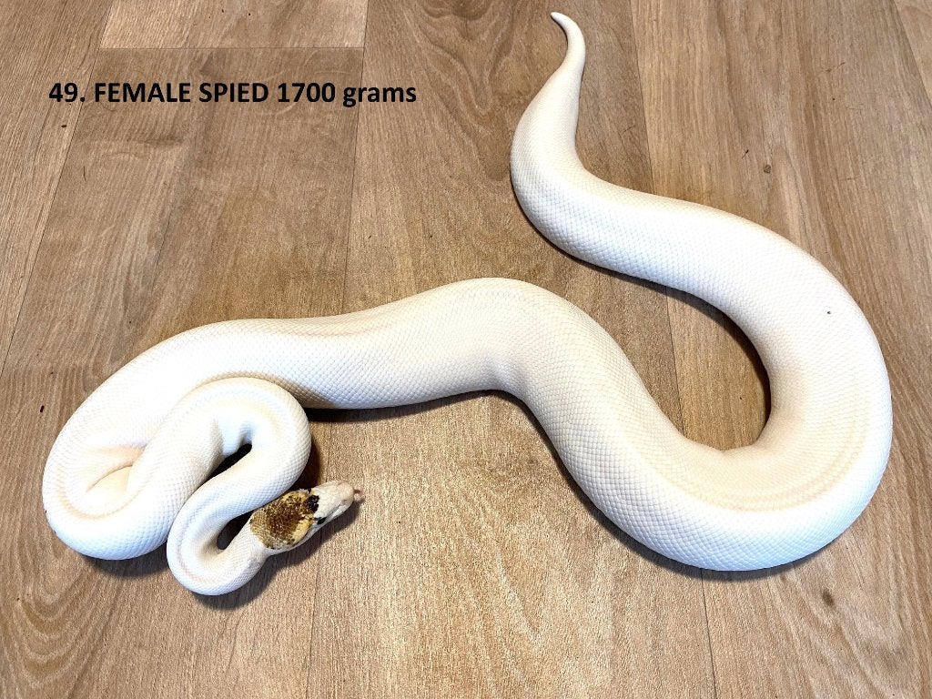 Koningspythons half en volwassen kweekdieren deel 3 Ball Python photo 2