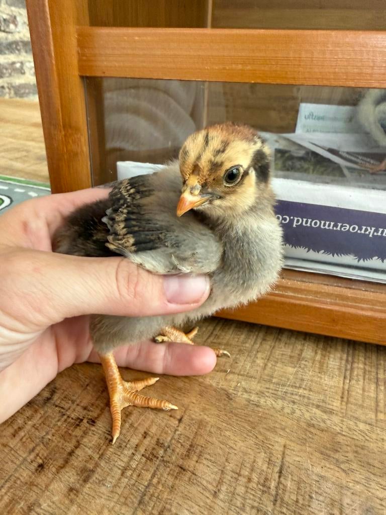 Poussins Wyandotte de race pure à vendre