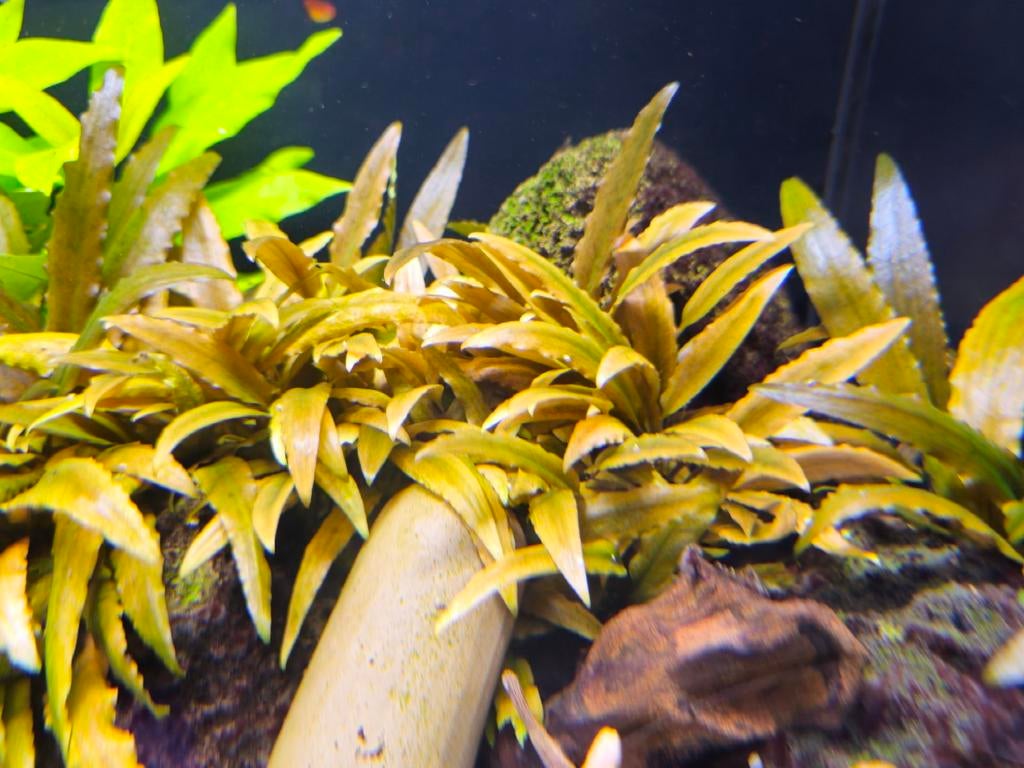 Aquariumplant, Animaux & Accessoires, Poissons | Poissons d'aquarium, Autres types, Poisson d'eau douce