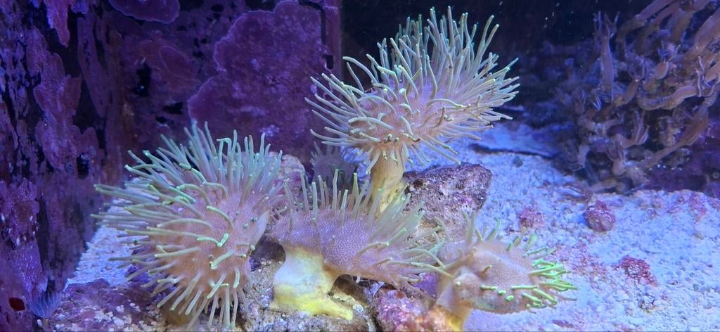 Koralen zeeaquarium zoutwater, Dieren en Toebehoren, Vissen | Aquariumvissen