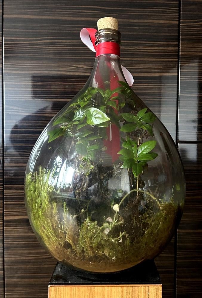 XXL-terrarium compleet met plantenplanten, Huis en Inrichting, Kamerplanten, Vetplant, Groene kamerplant, Halfschaduw, Ophalen