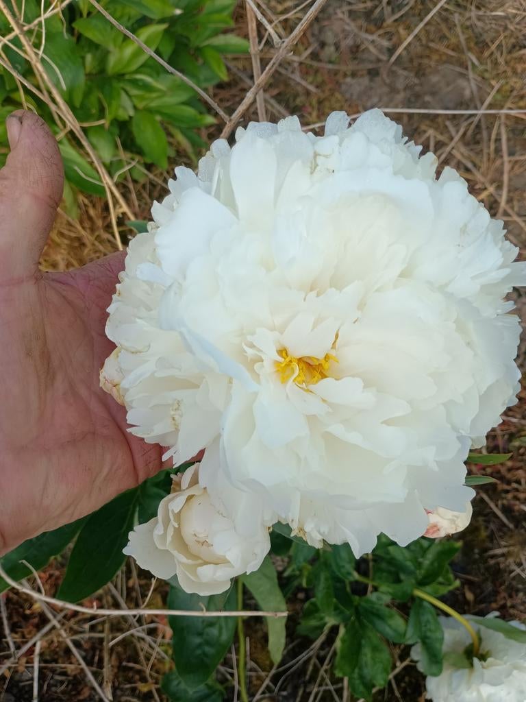 Pioen rozen in soorten  in pot groot en kleine potten, Enlèvement