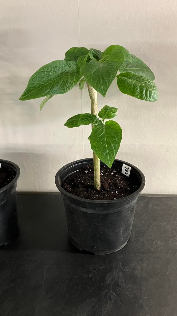 Brugmansia, Tuin en Terras, Ophalen of Verzenden