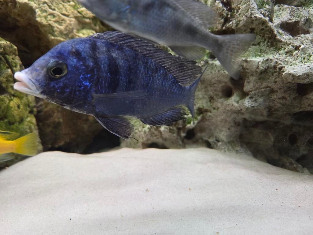 White lips cichliden (diverse groottes), Dieren en Toebehoren