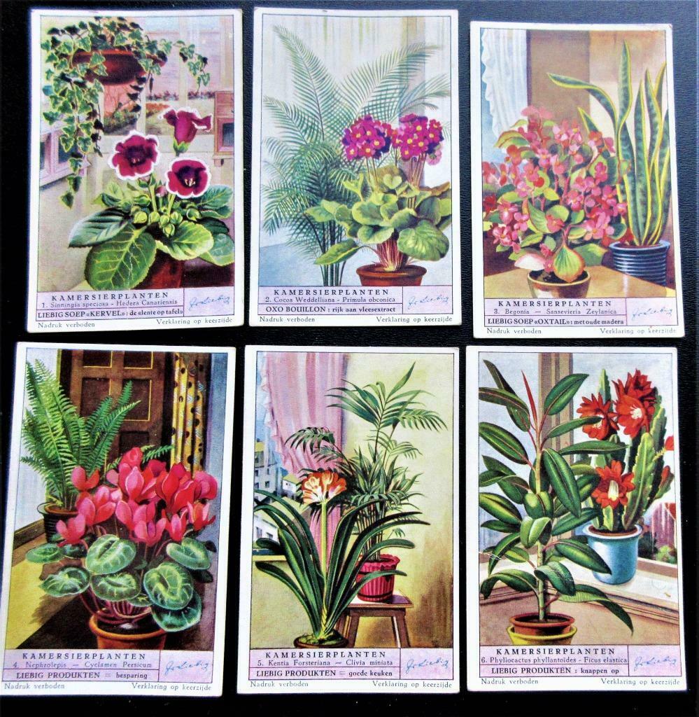 Liebig prenten "Kamerplanten", Verzamelen, Foto's en Prenten, Ophalen of Verzenden, 1940 tot 1960, Zo goed als nieuw, Prent