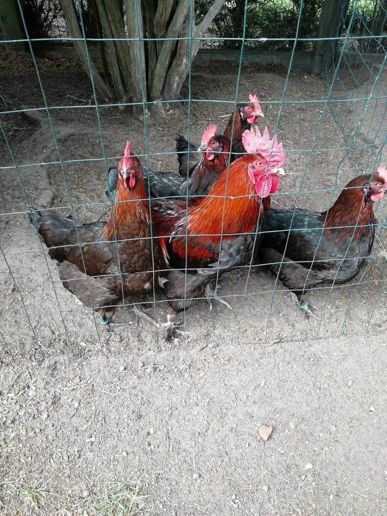 Broed eieren van marans koperhalste koop, Dieren en Toebehoren, Pluimvee