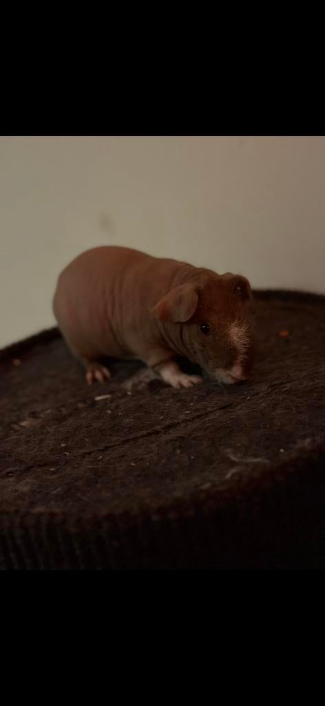 Naakt cavia rn ch teddy cavia, Dieren en Toebehoren, Ophalen, Kooi, Cavia