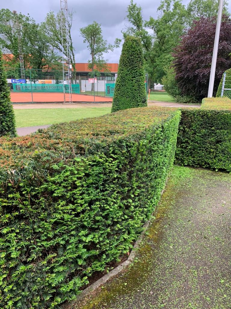 Tuinman