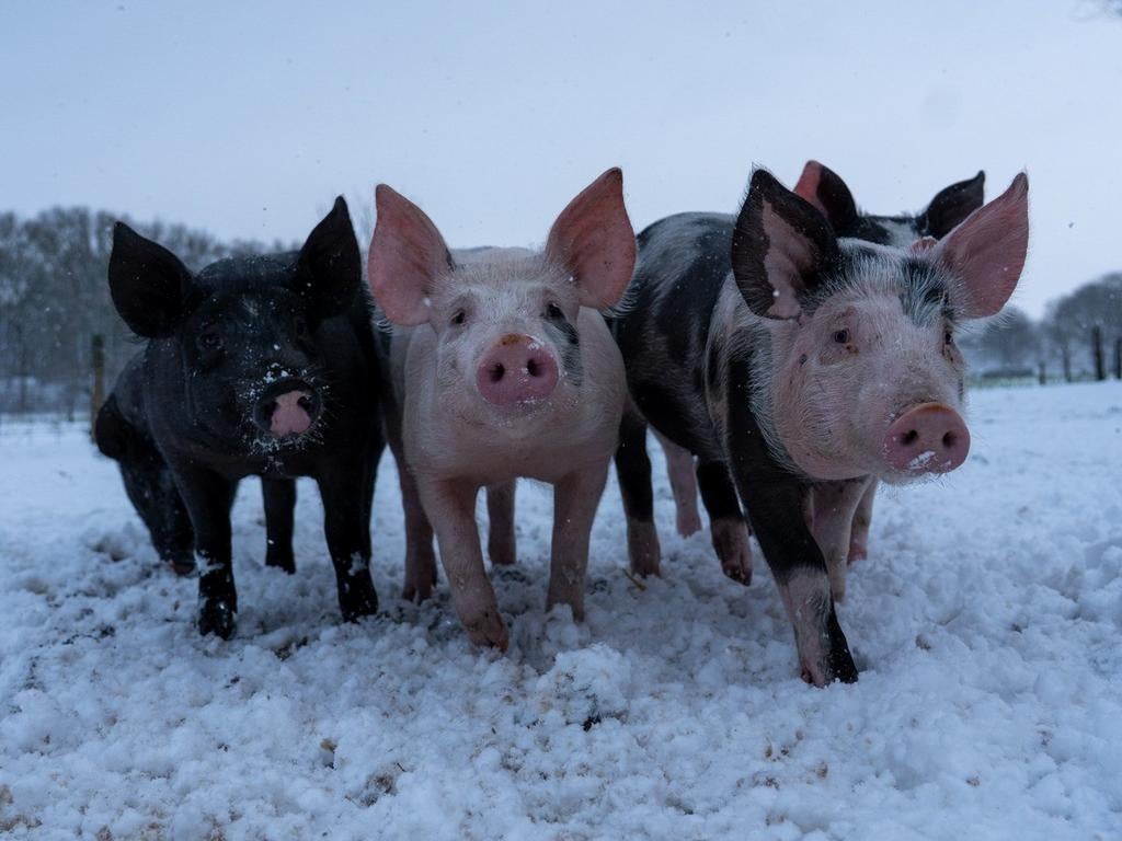 Buitenvarkens en biggen aangeboden!, Animaux & Accessoires, Moutons, Chèvres & Cochons, Porcs, Plusieurs animaux, 0 à 2 ans