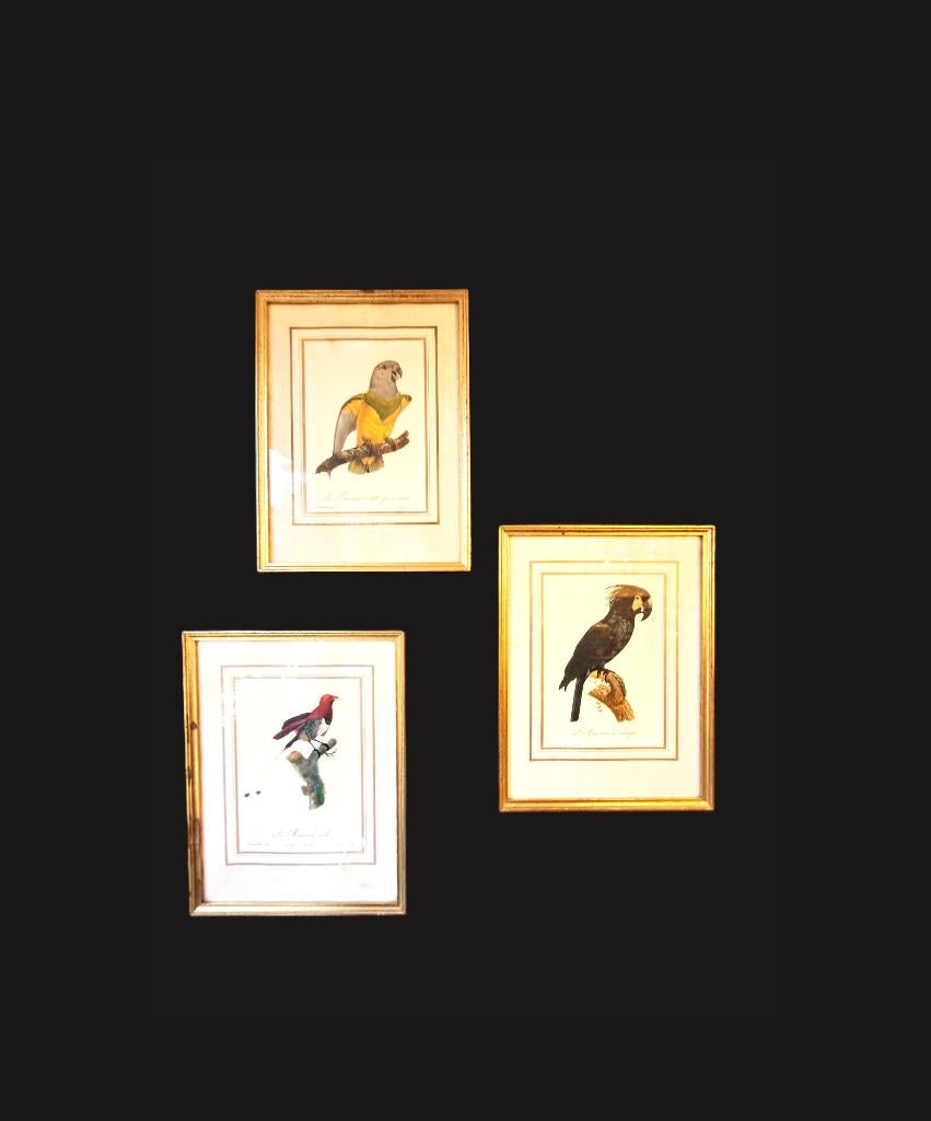 Drie Ingelijste Tropische Vogel Prints Van Barraband, Ophalen of Verzenden