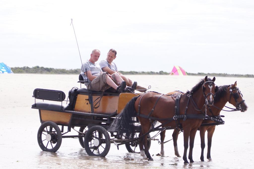 tweespan koets, Dieren en Toebehoren, Gebruikt, Overige typen, Paard of Pony