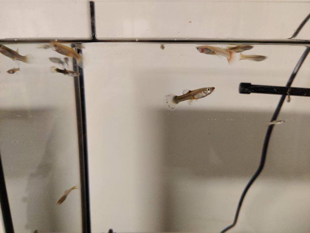 Guppy's - guppys - guppie's - guppie's - guppy - guppie, Poisson, Poisson d'eau douce, Banc de poissons