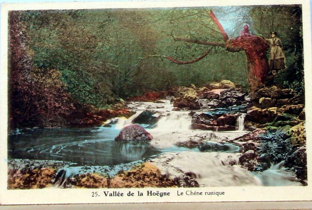Carte postale: Vallée de la Hoëgne "Le chène rustique", Enlèvement ou Envoi, Non affranchie, France