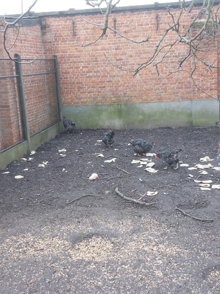 Trio Mechelse Koekoek, Dieren en Toebehoren, Meerdere dieren, Kip