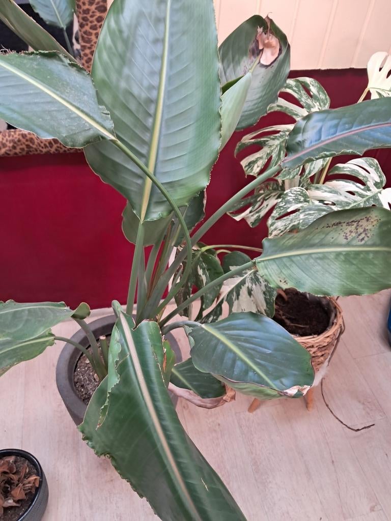 Strelizia of te wel Paradijsvogel plant, Ophalen of Verzenden