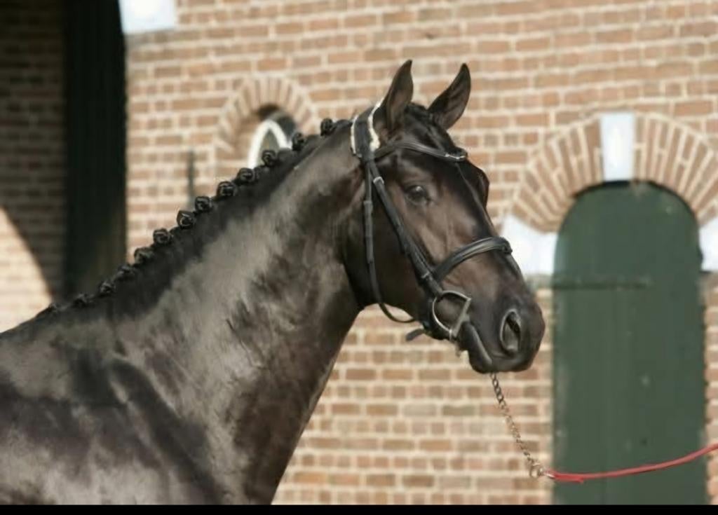 Dressuurles aangeboden, Dieren en Toebehoren, Paarden